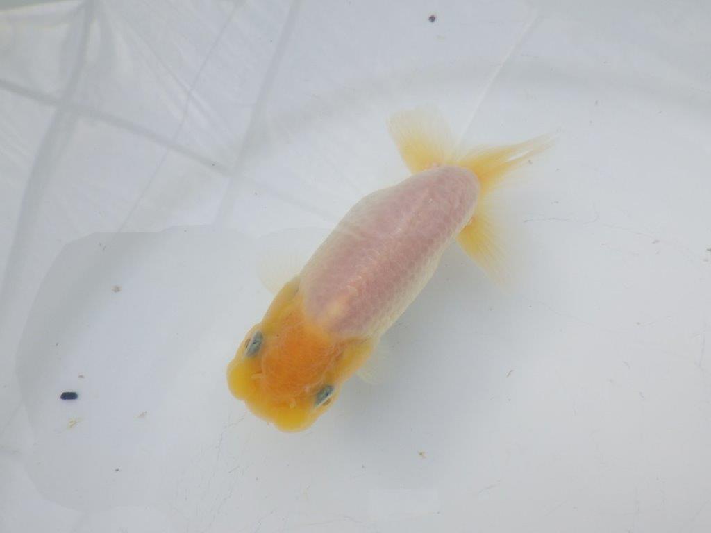 【全国大会東大関獲得ブリーダー様の系統魚 】レア！真っ白当歳らんちゅう約10,5㎝オス？の上身