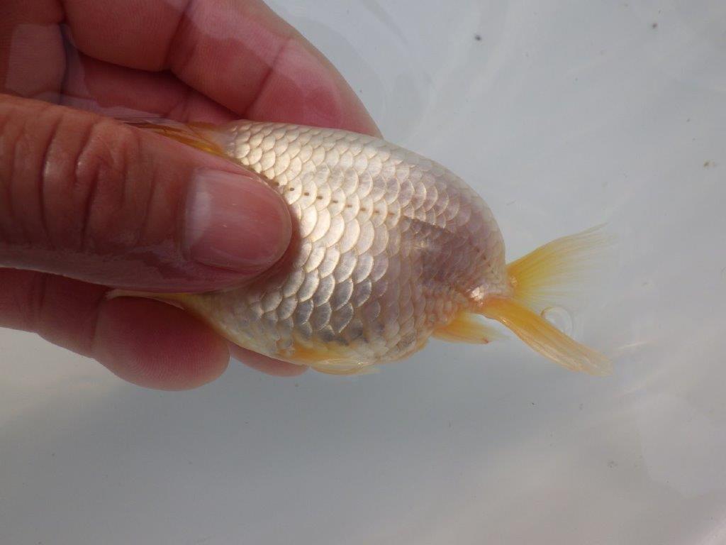 【全国大会東大関獲得ブリーダー様の系統魚 】レア!真っ白当歳らんちゅう約10,5㎝オス?