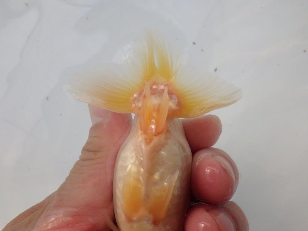 【全国大会東大関獲得ブリーダー様の系統魚 】レア!真っ白当歳らんちゅう約10,5㎝オス?