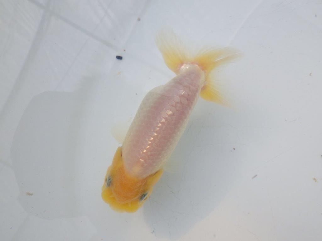 【全国大会東大関獲得ブリーダー様の系統魚 】レア!真っ白当歳らんちゅう約10,5㎝オス?