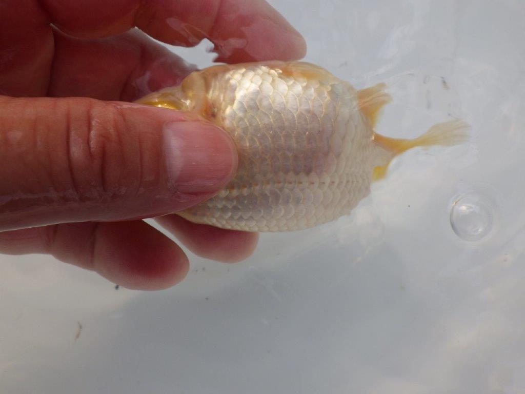 【全国大会東大関獲得ブリーダー様の系統魚 】レア!真っ白当歳らんちゅう約10,5㎝オス?