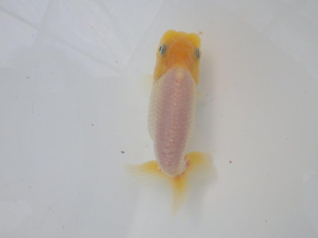 【全国大会東大関獲得ブリーダー様の系統魚 】レア!真っ白当歳らんちゅう約10,5㎝オス?