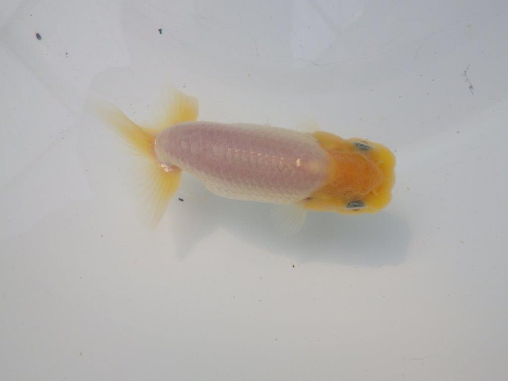 【全国大会東大関獲得ブリーダー様の系統魚 】レア!真っ白当歳らんちゅう約10,5㎝オス?