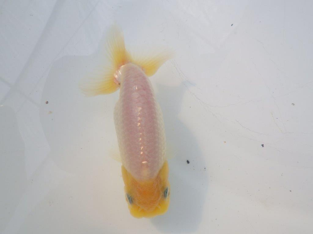 【全国大会東大関獲得ブリーダー様の系統魚 】レア!真っ白当歳らんちゅう約10,5㎝オス?