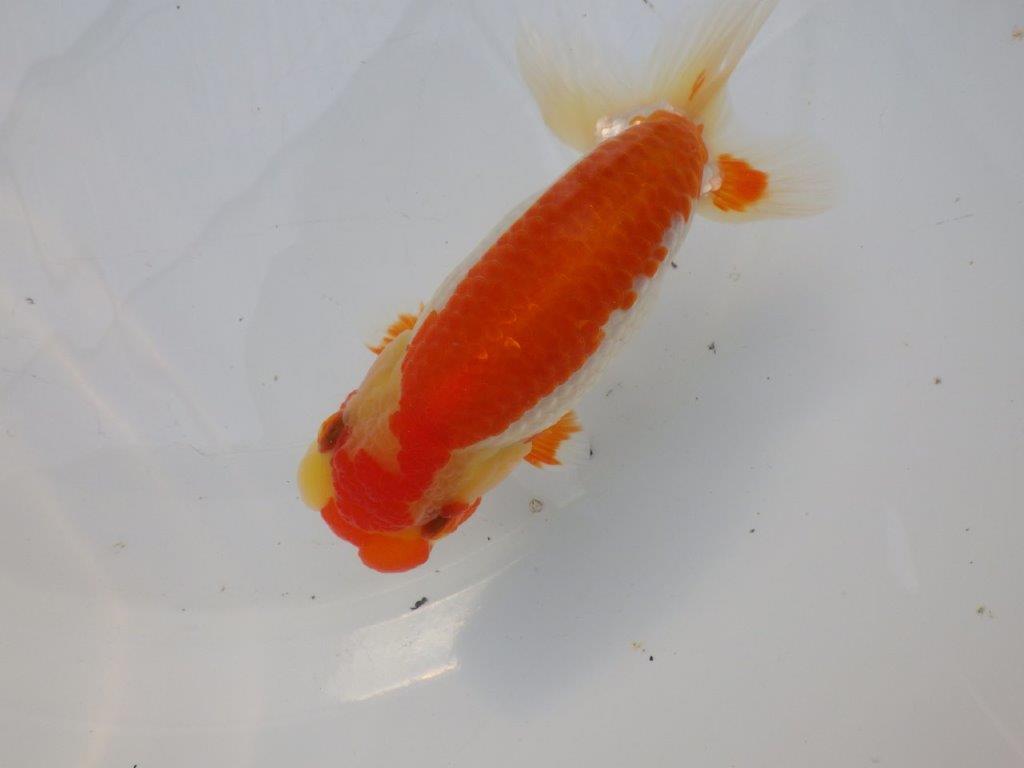 【全国大会東大関獲得ブリーダー様の系統魚 】メリハリの利いた柄でお勧め当歳らんちゅう約13㎝メス?