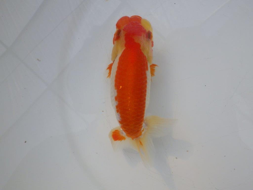 【全国大会東大関獲得ブリーダー様の系統魚 】メリハリの利いた柄でお勧め当歳らんちゅう約13㎝メス?