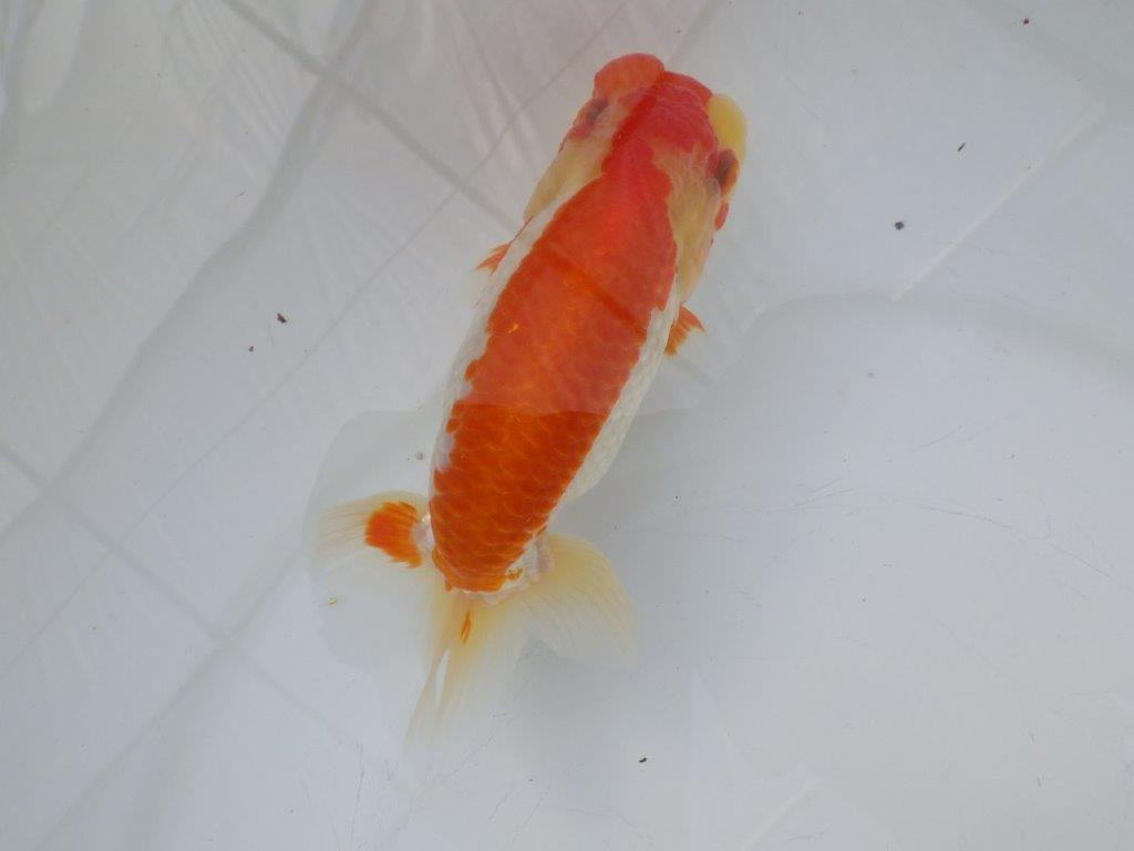 【全国大会東大関獲得ブリーダー様の系統魚 】メリハリの利いた柄でお勧め当歳らんちゅう約13㎝メス?