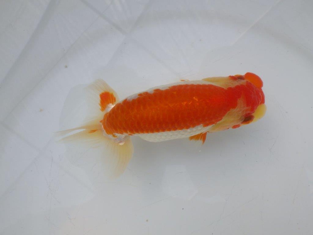 【全国大会東大関獲得ブリーダー様の系統魚 】メリハリの利いた柄でお勧め当歳らんちゅう約13㎝メス?