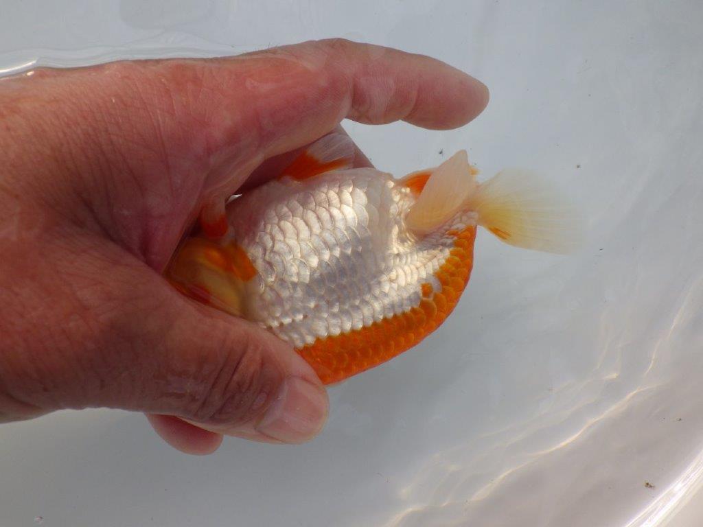 【全国大会東大関獲得ブリーダー様の系統魚 】メリハリの利いた柄でお勧め当歳らんちゅう約13㎝メス?