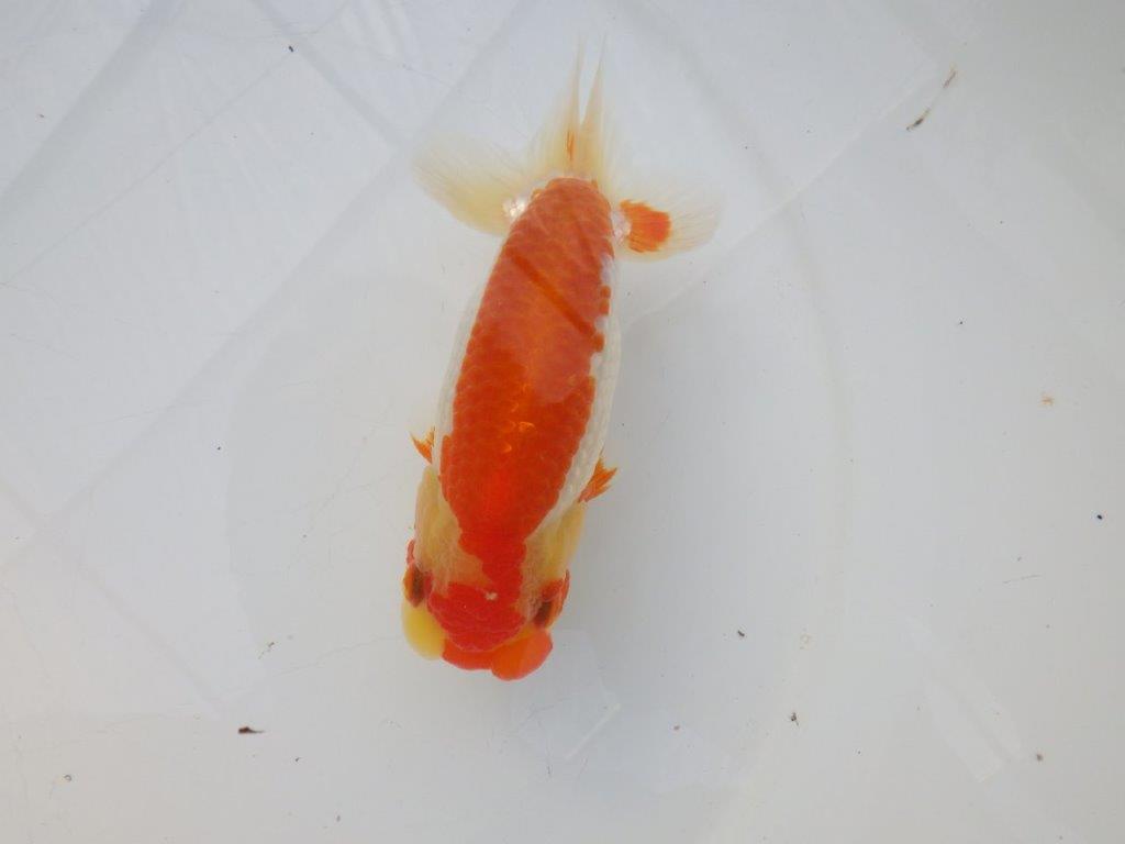 【全国大会東大関獲得ブリーダー様の系統魚 】メリハリの利いた柄でお勧め当歳らんちゅう約13㎝メス?