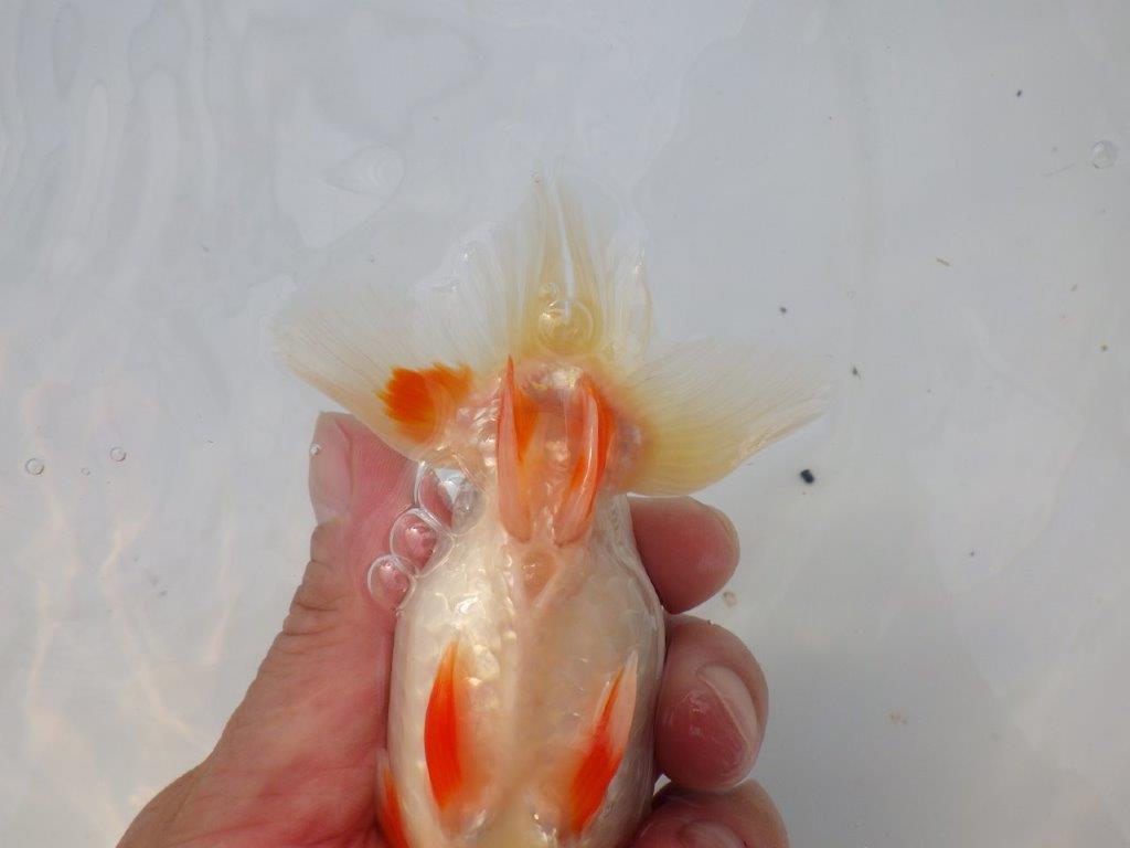 【全国大会東大関獲得ブリーダー様の系統魚 】メリハリの利いた柄でお勧め当歳らんちゅう約13㎝メス?