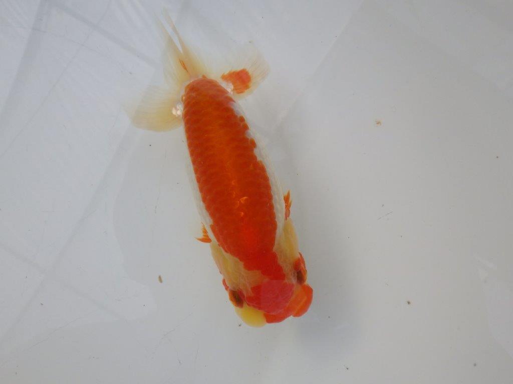 【全国大会東大関獲得ブリーダー様の系統魚 】メリハリの利いた柄でお勧め当歳らんちゅう約13㎝メス？の上身