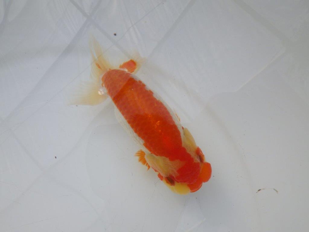【全国大会東大関獲得ブリーダー様の系統魚 】メリハリの利いた柄でお勧め当歳らんちゅう約13㎝メス?