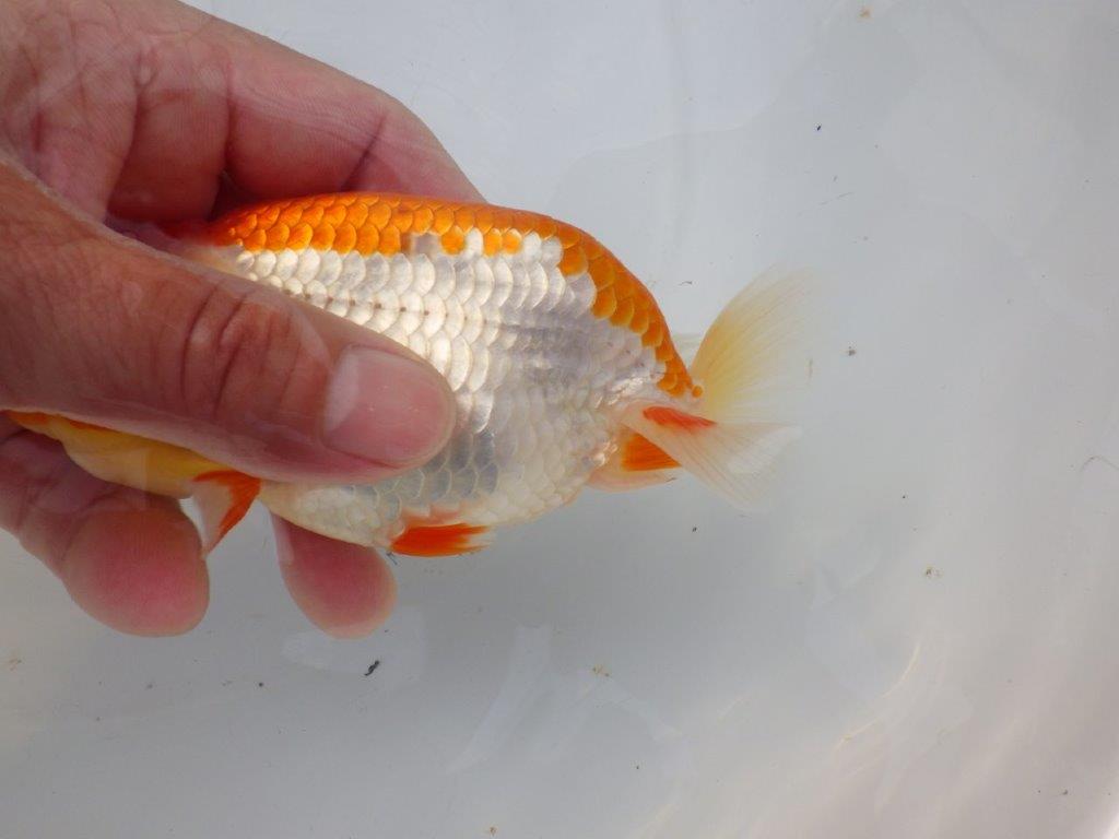 【全国大会東大関獲得ブリーダー様の系統魚 】メリハリの利いた柄でお勧め当歳らんちゅう約13㎝メス?