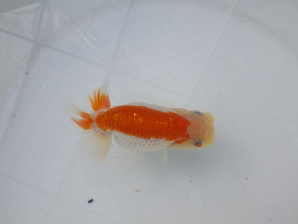 【全国大会東大関獲得ブリーダー様の系統魚 】飼い込みお勧め!当歳らんちゅう約11㎝メス?