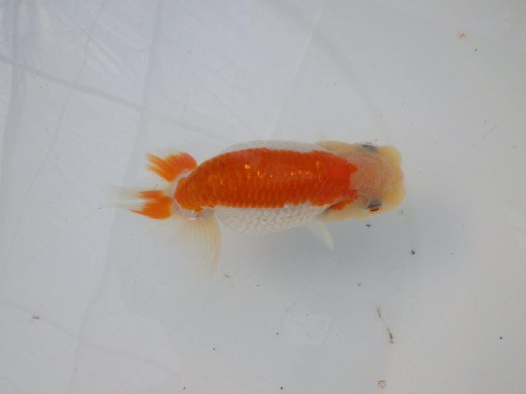 【全国大会東大関獲得ブリーダー様の系統魚 】飼い込みお勧め!当歳らんちゅう約11㎝メス?
