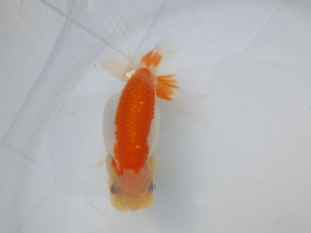 【全国大会東大関獲得ブリーダー様の系統魚 】飼い込みお勧め!当歳らんちゅう約11㎝メス?