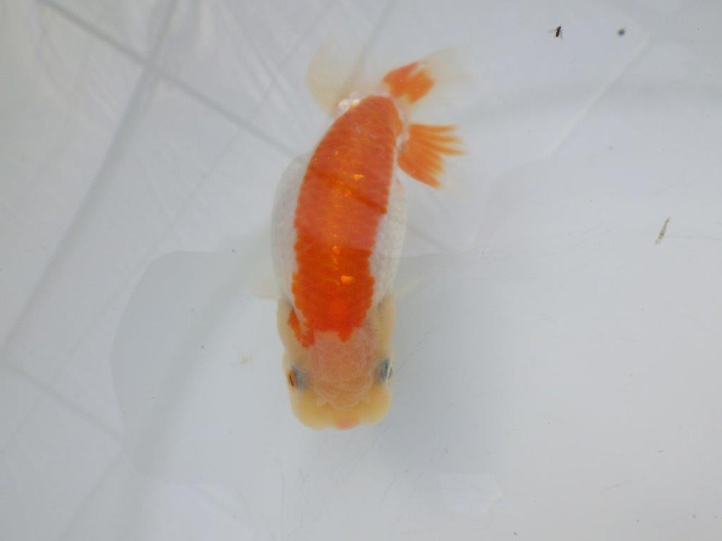 【全国大会東大関獲得ブリーダー様の系統魚 】飼い込みお勧め!当歳らんちゅう約11㎝メス?