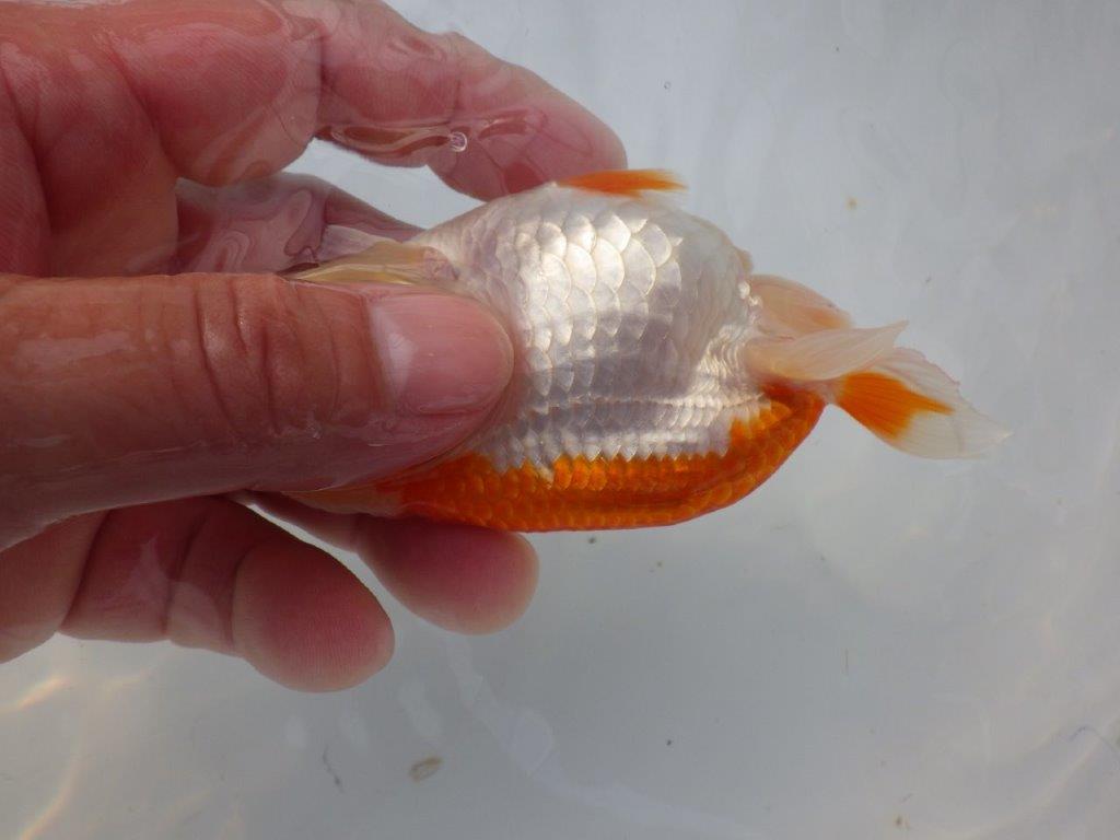 【全国大会東大関獲得ブリーダー様の系統魚 】飼い込みお勧め!当歳らんちゅう約11㎝メス?