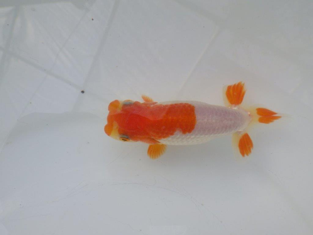 【全国大会東大関獲得ブリーダー様の系統魚 】理想に近い配色！当歳らんちゅう約11㎝オス？の上身