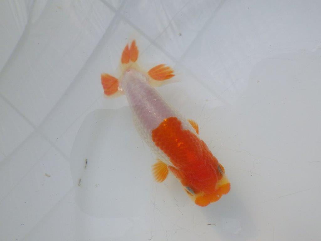 【全国大会東大関獲得ブリーダー様の系統魚 】理想に近い配色!当歳らんちゅう約11㎝オス?