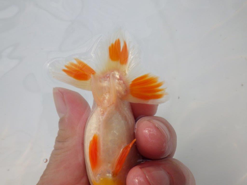 【全国大会東大関獲得ブリーダー様の系統魚 】理想に近い配色!当歳らんちゅう約11㎝オス?