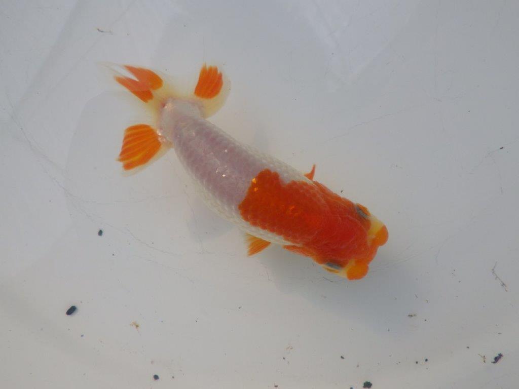【全国大会東大関獲得ブリーダー様の系統魚 】理想に近い配色!当歳らんちゅう約11㎝オス?