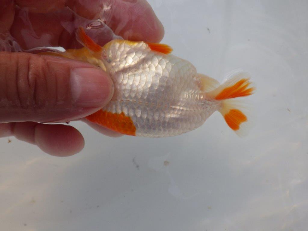 【全国大会東大関獲得ブリーダー様の系統魚 】理想に近い配色!当歳らんちゅう約11㎝オス?