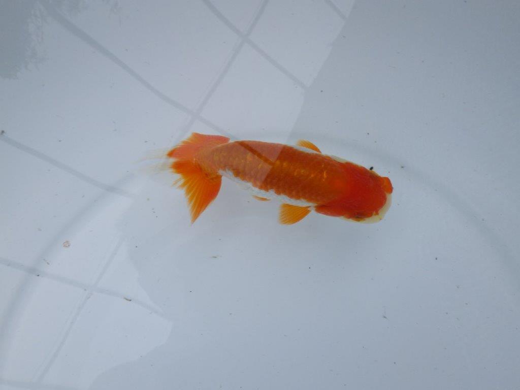 【管理魚大放出！！　当歳らんちゅう 】色艶が良く映える更紗らんちゅう　約12,5cm  メス？