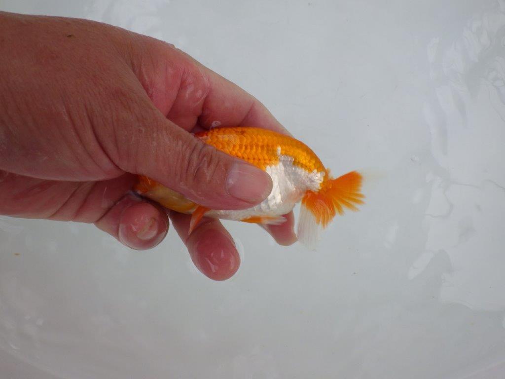 【管理魚大放出！！　当歳らんちゅう 】色艶の良い更紗らんちゅう　約12cm  メス？