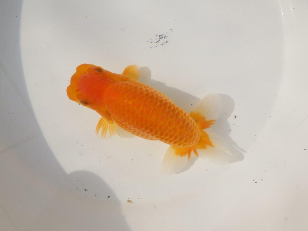 【日らん優等賞獲得ブリーダー】大迫力の背中の綺麗な当歳らんちゅう約15㎝メス？