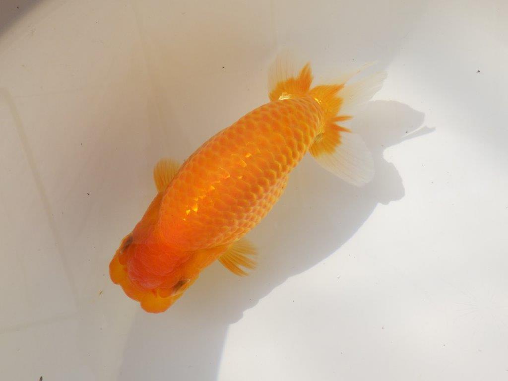 【日らん優等賞獲得ブリーダー】大迫力の背中の綺麗な当歳らんちゅう約15㎝メス？の上身