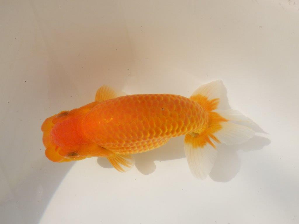 【日らん優等賞獲得ブリーダー】大迫力の背中の綺麗な当歳らんちゅう約15㎝メス？