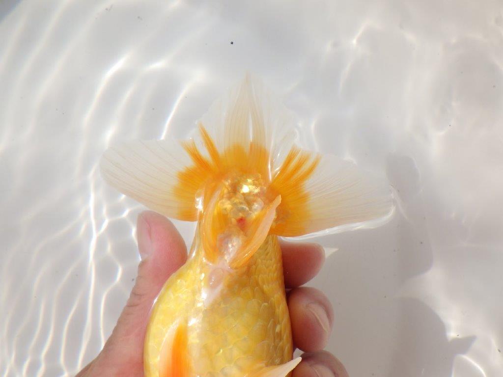 【日らん優等賞獲得ブリーダー】大迫力の背中の綺麗な当歳らんちゅう約15㎝メス？
