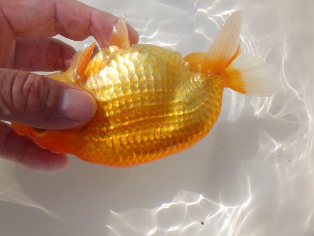 【日らん優等賞獲得ブリーダー】大迫力の背中の綺麗な当歳らんちゅう約15㎝メス？