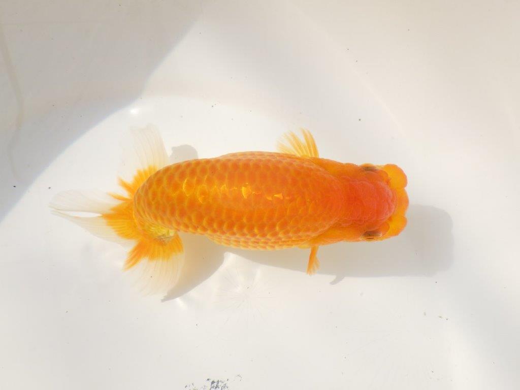 【日らん優等賞獲得ブリーダー】大迫力の背中の綺麗な当歳らんちゅう約15㎝メス？