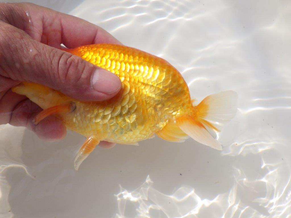 【日らん優等賞獲得ブリーダー】大迫力の背中の綺麗な当歳らんちゅう約15㎝メス？