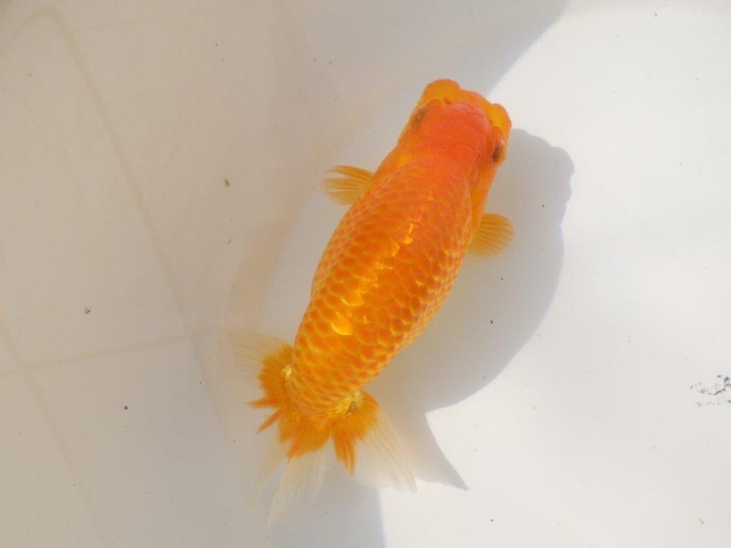 【日らん優等賞獲得ブリーダー】大迫力の背中の綺麗な当歳らんちゅう約15㎝メス？