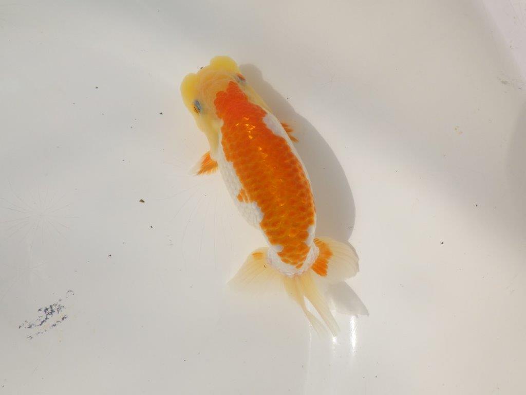 【日らん優等賞獲得ブリーダー】綺麗な柄でご鑑賞お勧め!当歳らんちゅう約14㎝オス?