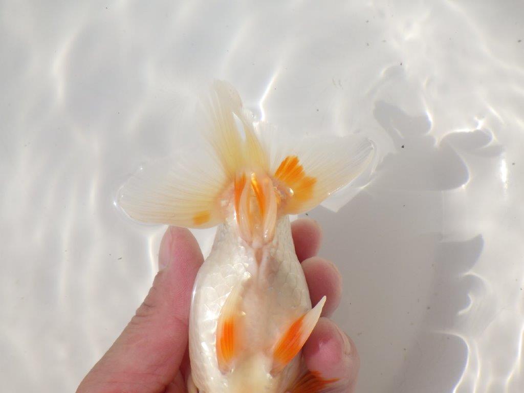 【日らん優等賞獲得ブリーダー】綺麗な柄でご鑑賞お勧め!当歳らんちゅう約14㎝オス?