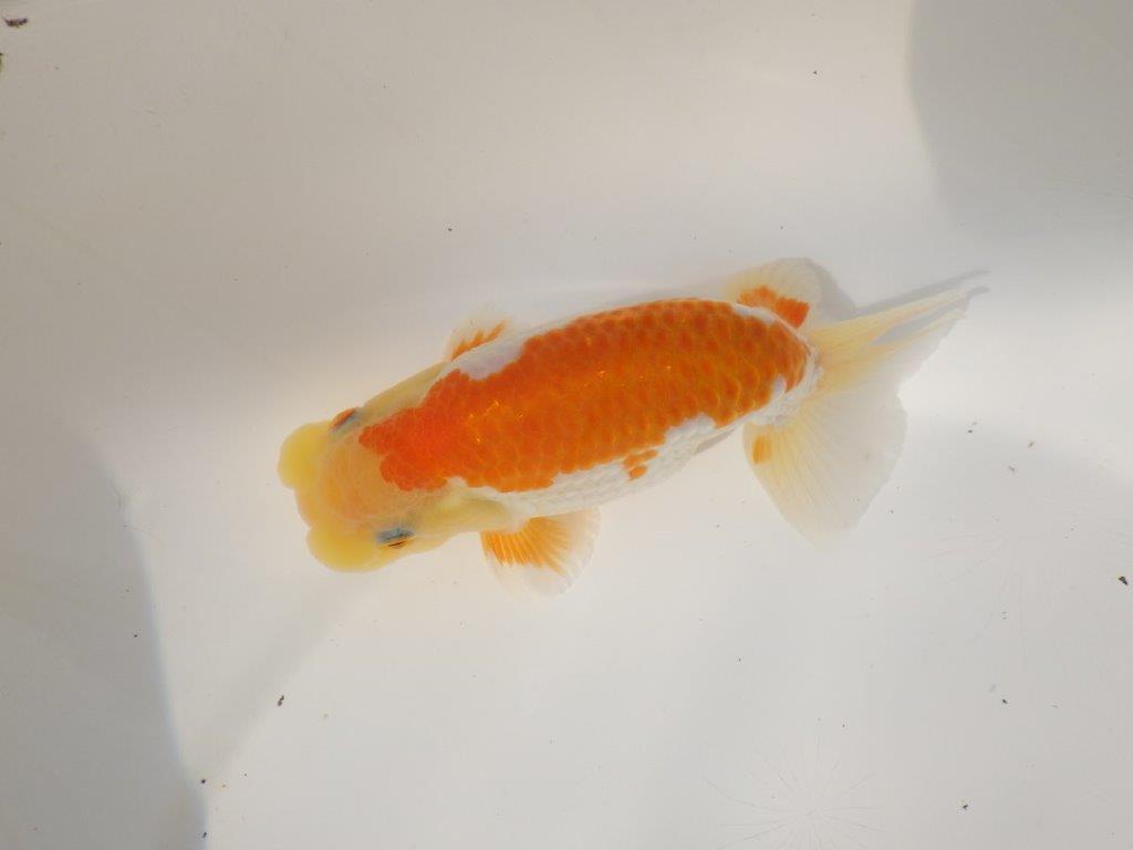 【日らん優等賞獲得ブリーダー】綺麗な柄でご鑑賞お勧め！当歳らんちゅう約14㎝オス？の上身
