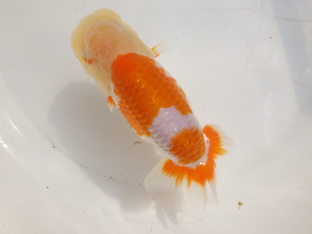 【愛知超優良系統 】大迫力の上物更紗!当歳らんちゅう約15,5㎝メス?