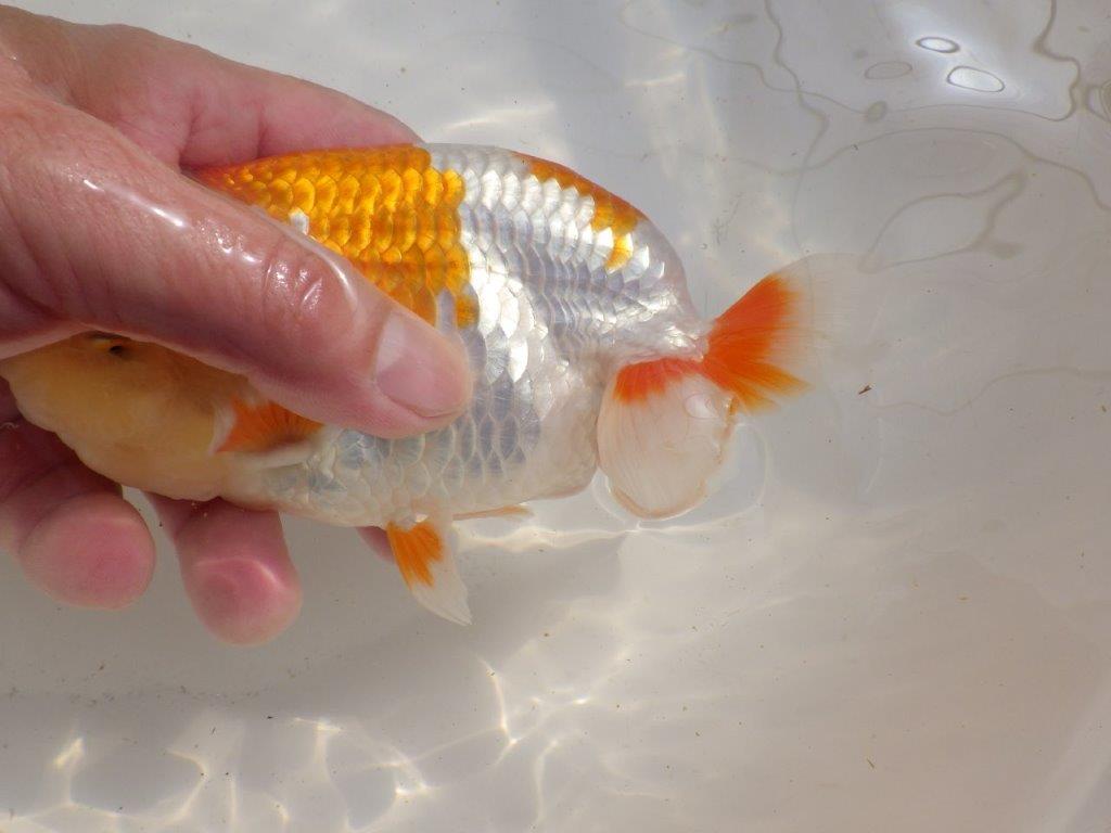 【愛知超優良系統 】大迫力の上物更紗!当歳らんちゅう約15,5㎝メス?