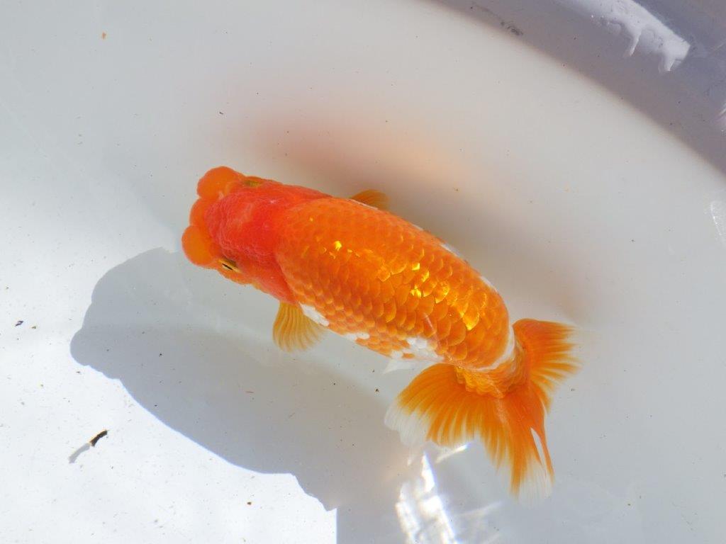【全国大会東大関獲得ブリーダー 】ご鑑賞お勧め当歳らんちゅう約15㎝メス?