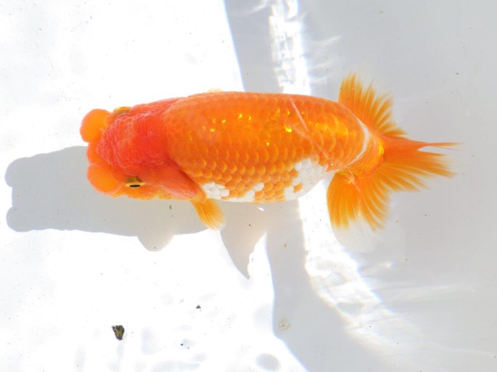【全国大会東大関獲得ブリーダー 】ご鑑賞お勧め当歳らんちゅう約15㎝メス？の上身