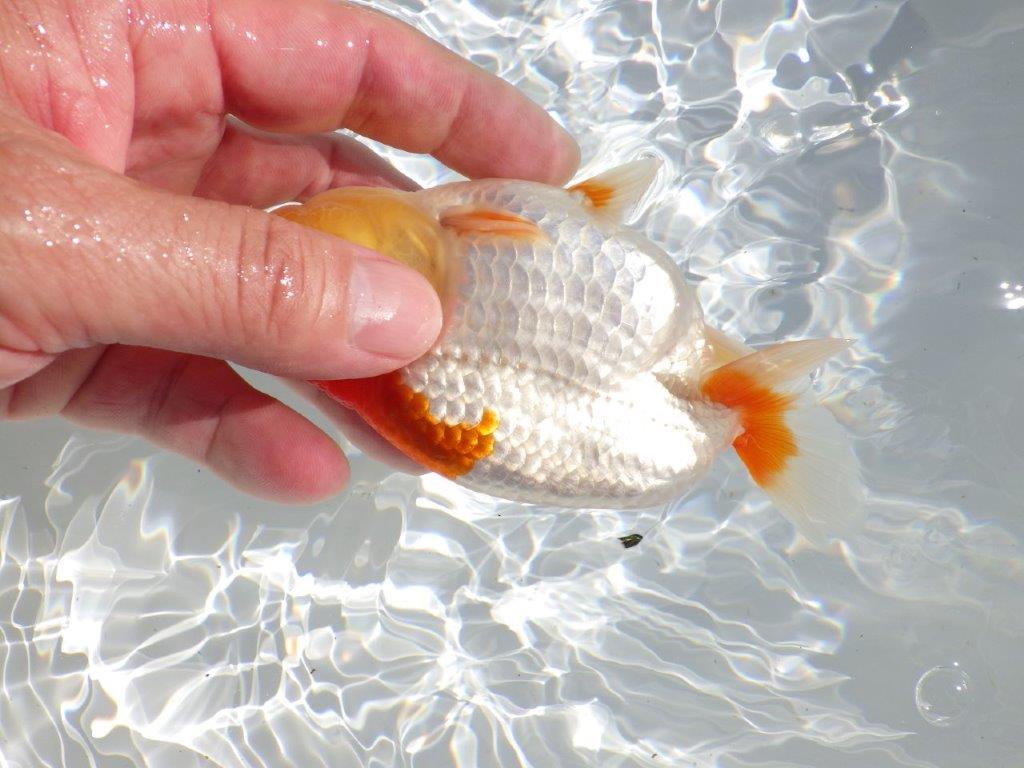 【全国大会東大関獲得ブリーダー 】インパクトのある当歳らんちゅう約13㎝オス?