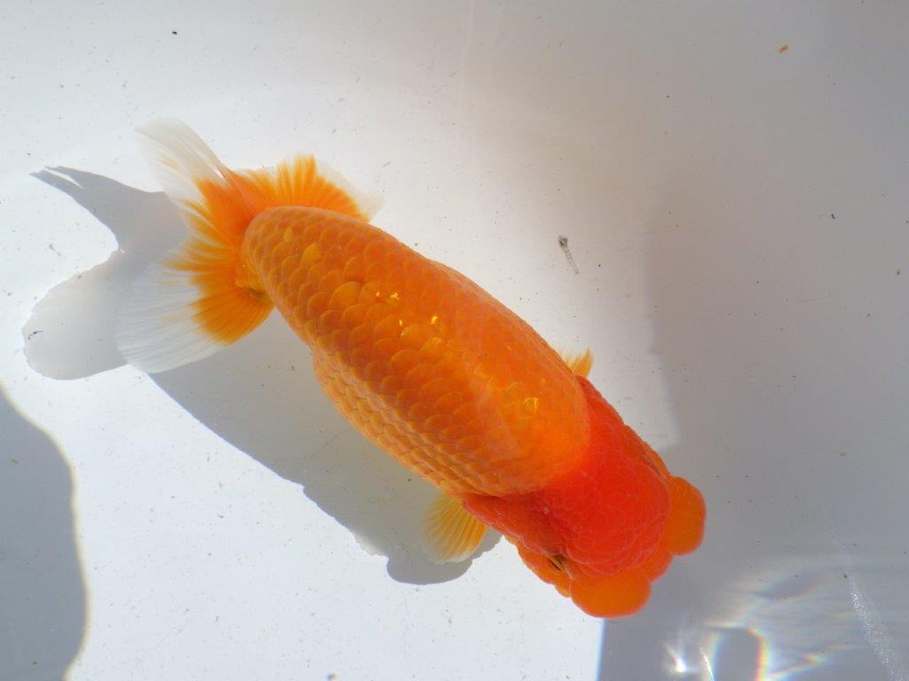 【全国大会東大関獲得ブリーダー 】大迫力の当歳らんちゅう約15,5㎝メス?