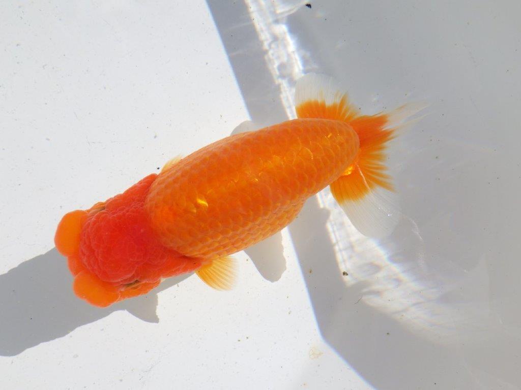 【全国大会東大関獲得ブリーダー 】大迫力の当歳らんちゅう約15,5㎝メス？の上身