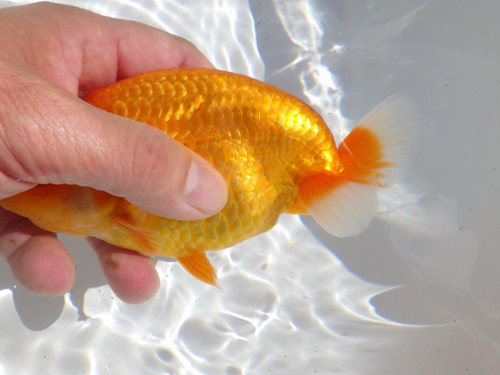 【全国大会東大関獲得ブリーダー 】大迫力の当歳らんちゅう約15,5㎝メス?