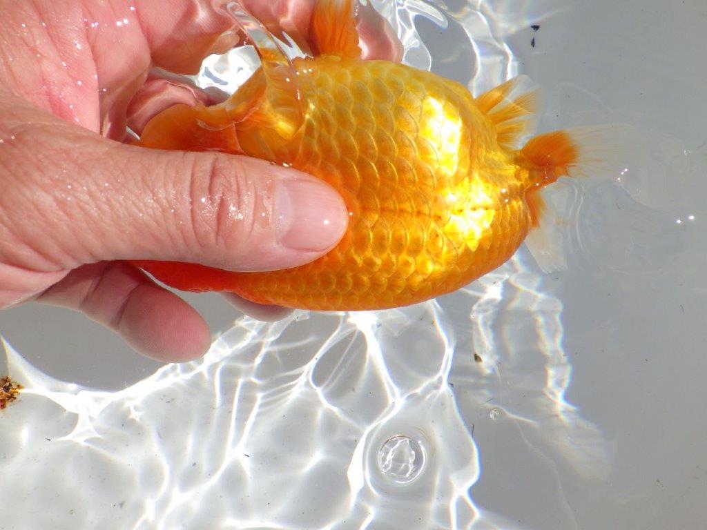 【全国大会東大関獲得ブリーダー 】大迫力の当歳らんちゅう約15,5㎝メス?